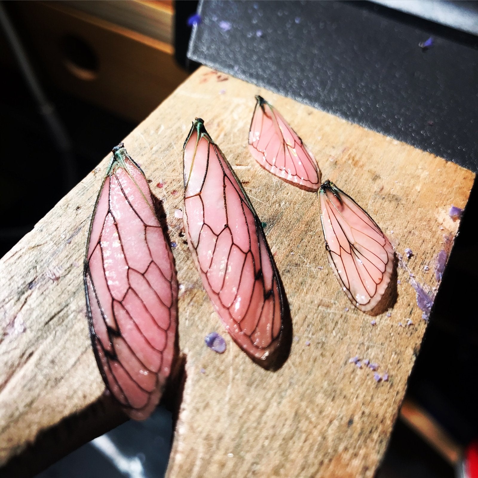 Fun Cicada Progress! - Peterson MADE